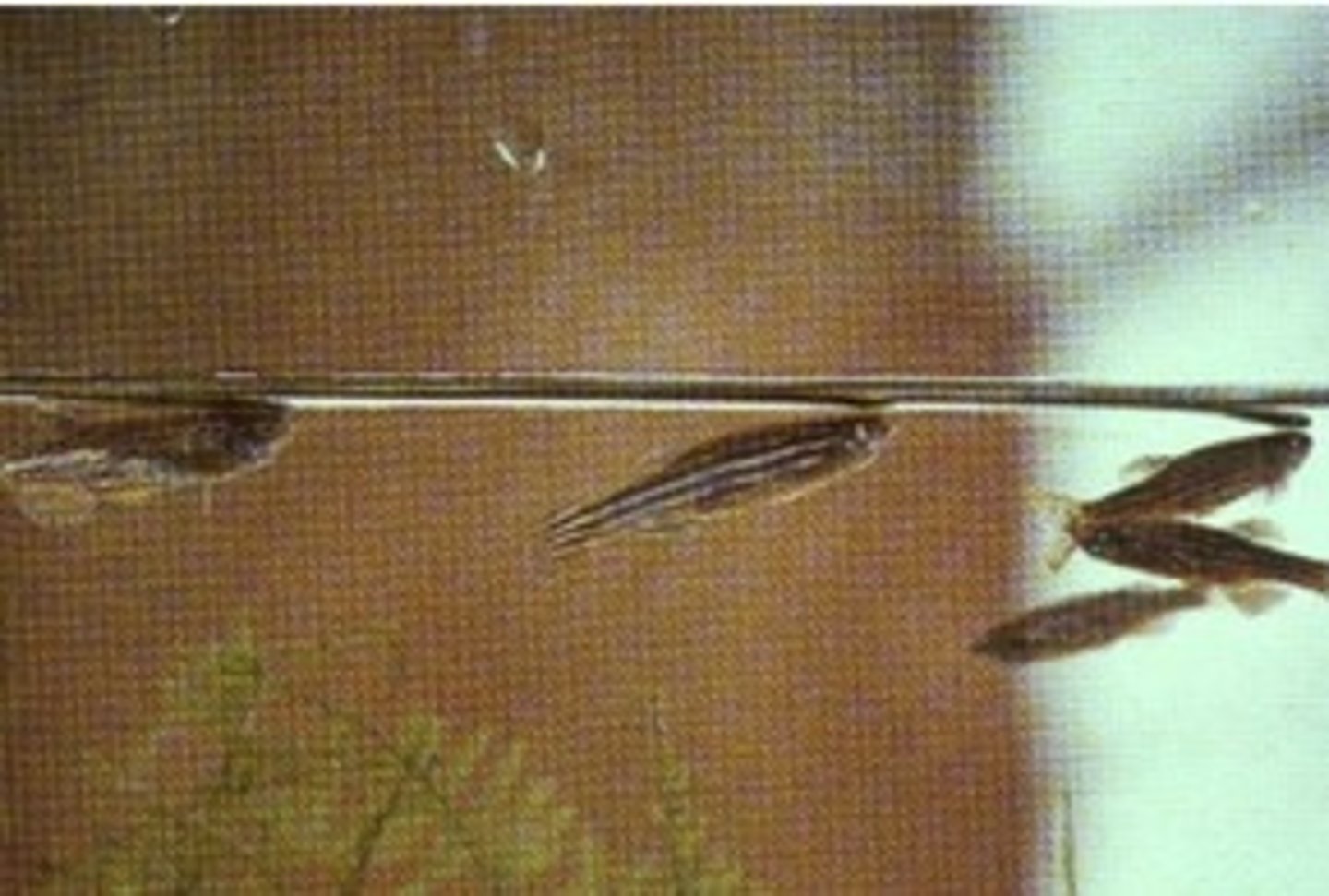 <p>large number of fish gathered at point of air supply</p>