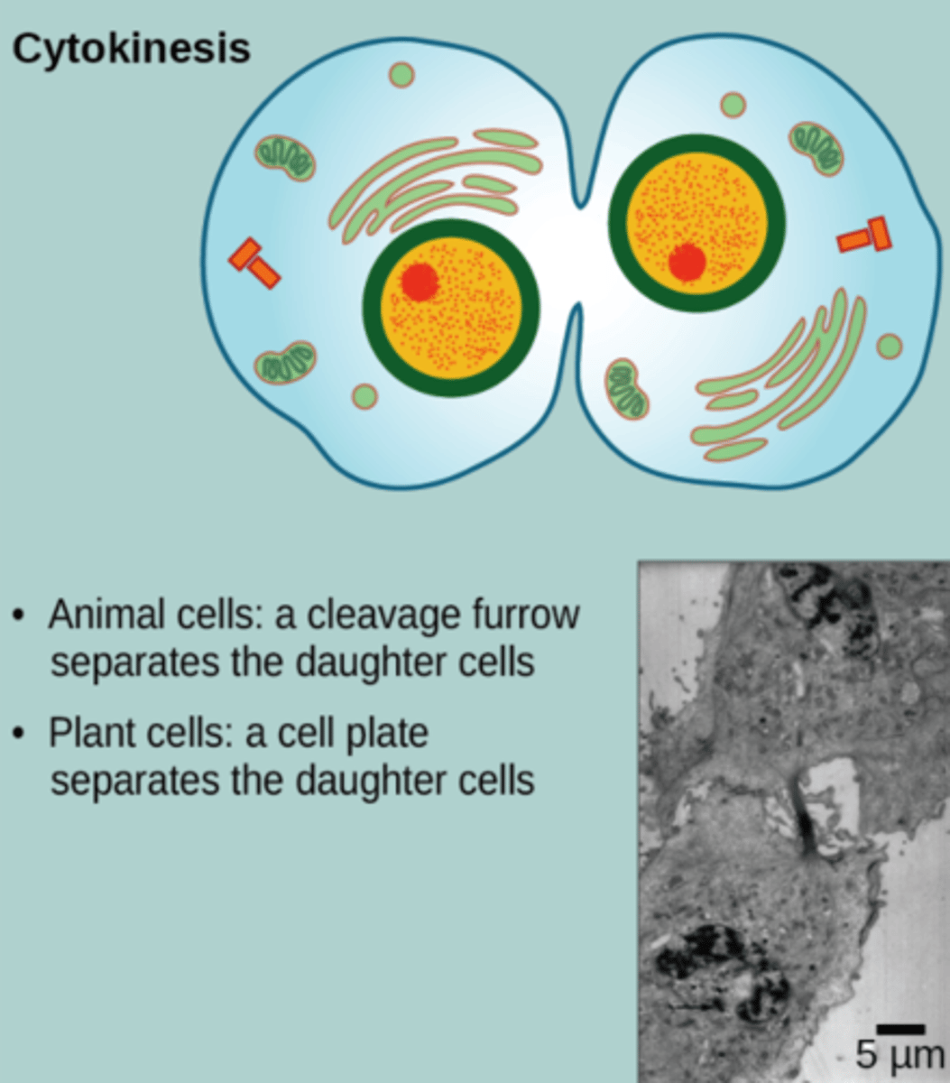 <p>cytokinesis</p>
