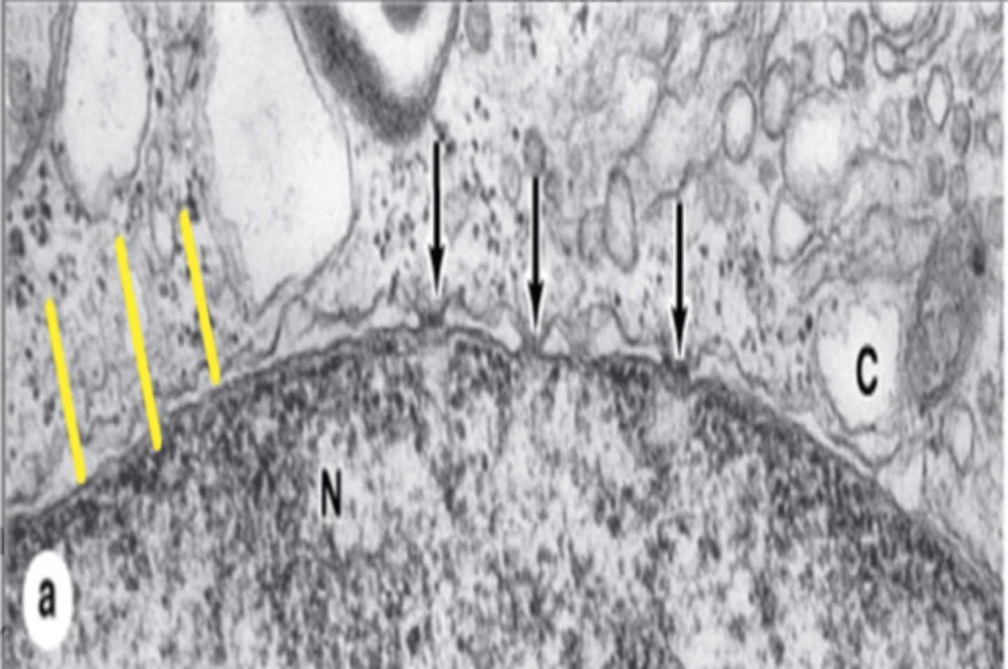 <p>Double membrane surrounding the nucleus, contains pores.</p>