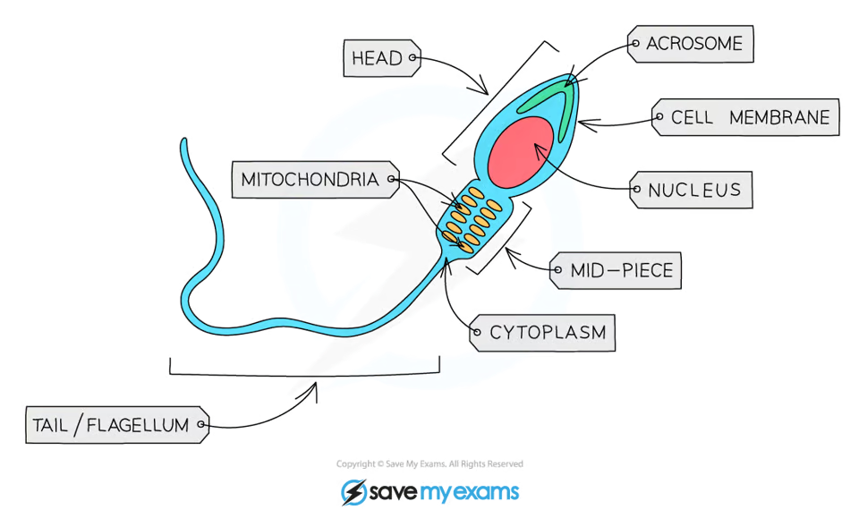 <ul><li><p>Mid piece is full of <mark data-color="green" style="background-color: green; color: inherit">mitochondria </mark>to <mark data-color="green" style="background-color: green; color: inherit">release energy (through respiration) </mark>for the tail</p></li><li><p><mark data-color="green" style="background-color: green; color: inherit">Long tail (flagellum)&amp; streamlined head</mark> help it <mark data-color="green" style="background-color: green; color: inherit">swim to egg</mark></p></li><li><p><mark data-color="green" style="background-color: green; color: inherit">Carries digestive enzymes</mark> located in the acrosome that can <mark data-color="green" style="background-color: green; color: inherit">break down the outer layers of membrane of the egg cell</mark></p></li></ul><p></p>