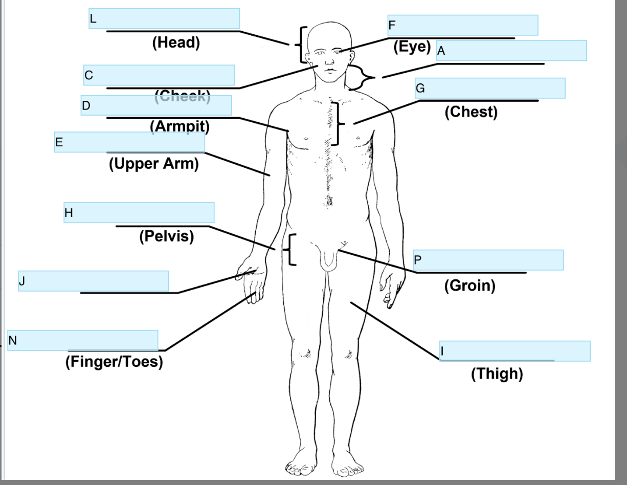 <p>Anatomical term for C</p>
