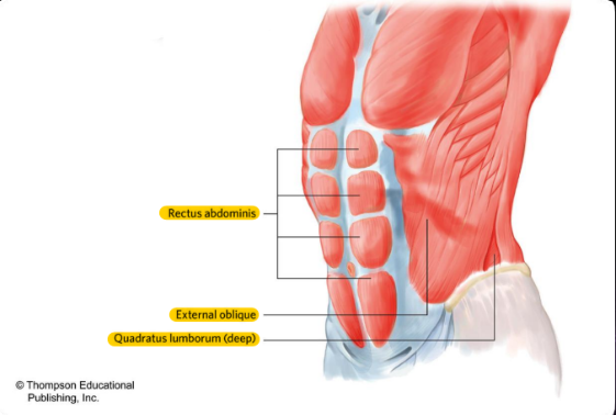 Origin: Iliac crest, lower lumbar vertebrae

Insertion: 12th rib, upper lumbar vertebrae

Function: Extends and laterally flexes/ bend lower vertebral column.