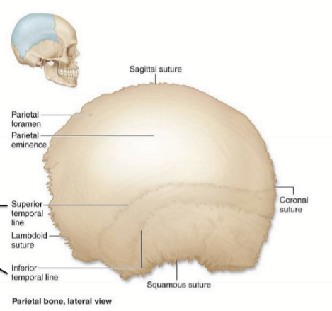 <p>attachment sites for tempoarlis muscle at the superior temporal line and inferior temporal line </p>