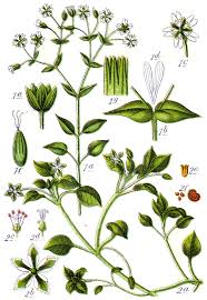 <p><span style="background-color: transparent;"><strong>Stellaria media — Common chickweed</strong></span></p>