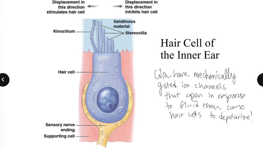 <p>Cilia have mechanically gated ion channels that open in response to? Then what does it do? </p>