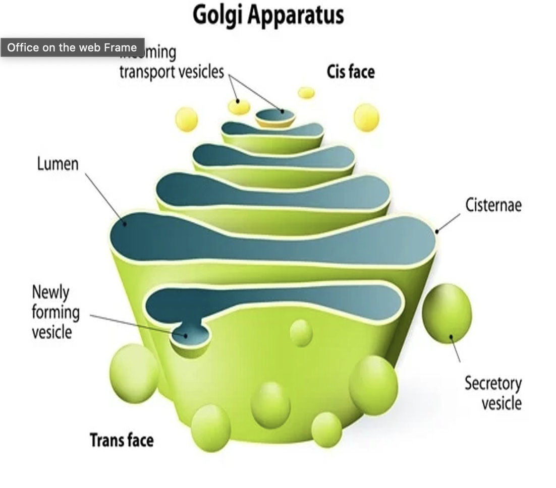 <p>what is the golgi apparatus?</p>