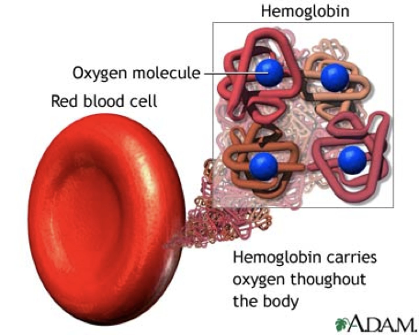 <p>A single RBC contains 250 million Hb molecules</p>