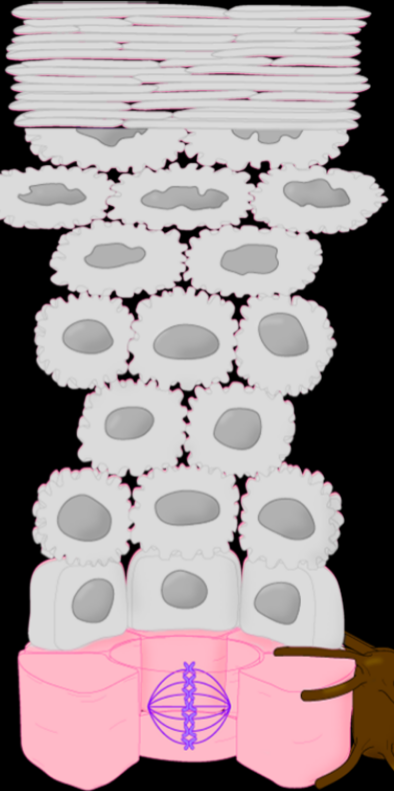 <p>Stratum Name & Function</p>