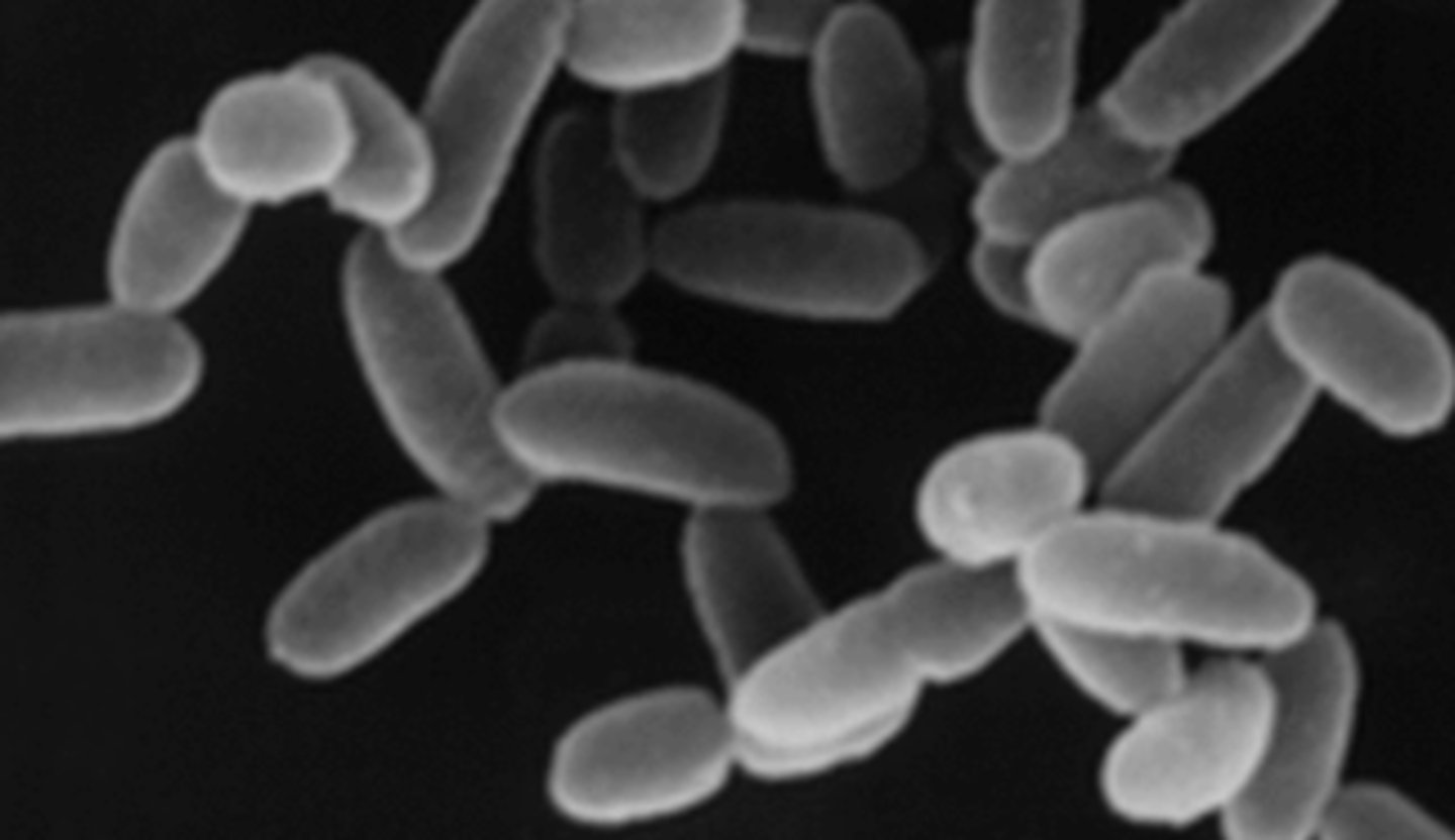 <p>A. Domain, Clade name</p><p>B. Gram +/-</p><p>C. Mono/diderm</p><p>D. One characteristic</p>
