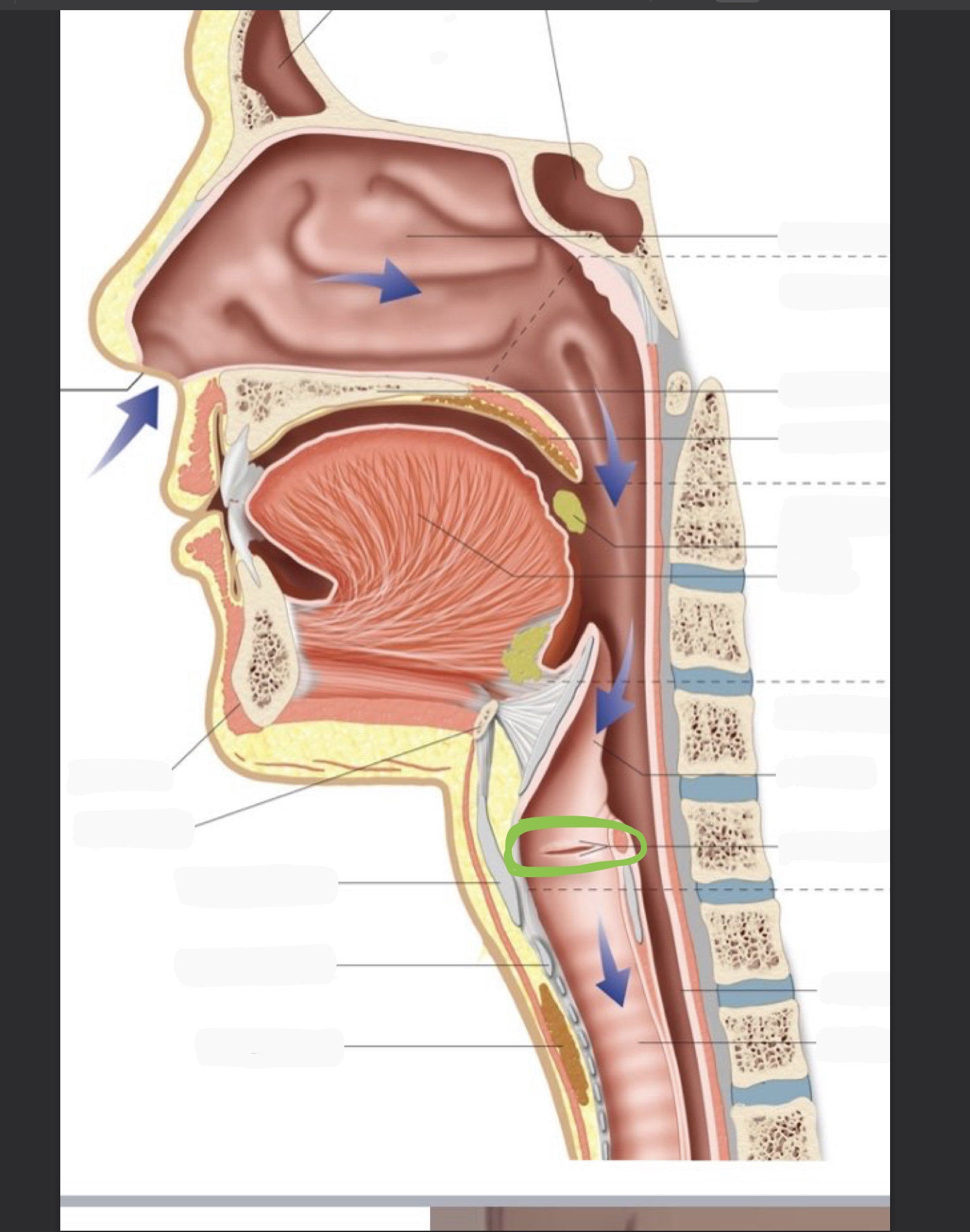 knowt flashcard image