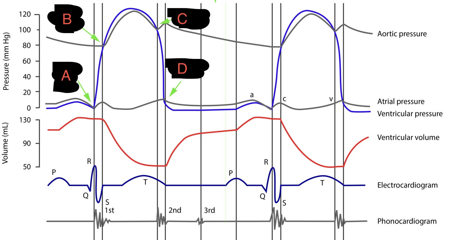 <p>this diagram shows the changes on the left side of the heart. </p><p>describe what is happening during the cycle, specifically the four points at A,B,C + D</p>