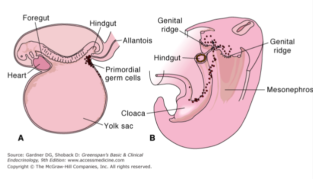<p>the base of the handgun (near the yolk sac), and migrate up to the genital/gonadal ridge through chemotaxis.</p>