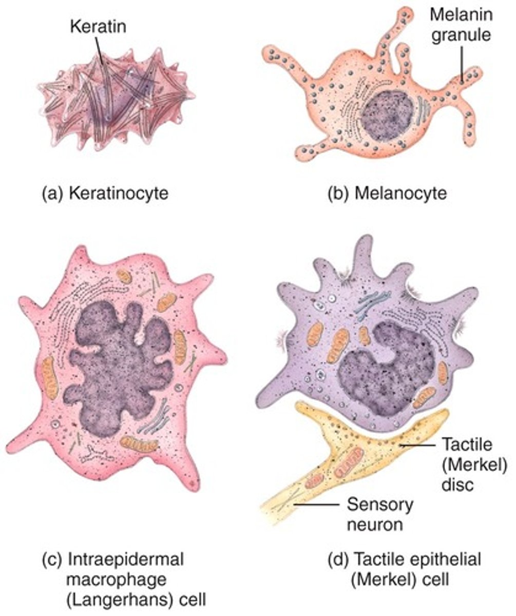 <p>keratinocytes, melanocytes, langerhans cells, merkel cells</p>