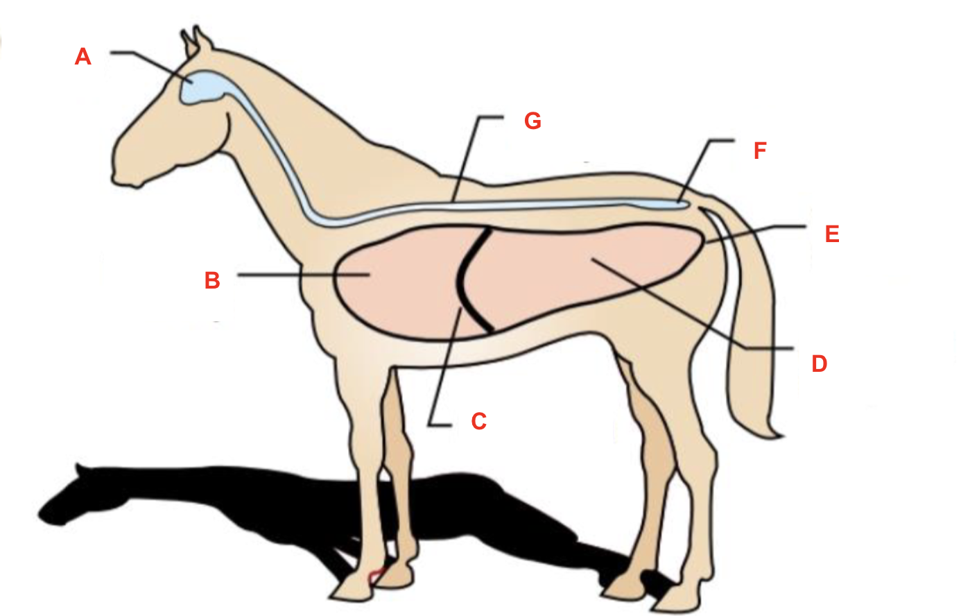 <p>Identify what cavity is labelled “C”</p>