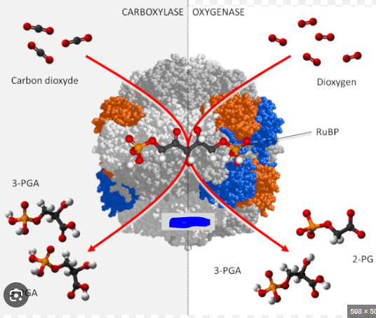 <p>An enzyme involved in the first stage of the Calvin cycle, i.e. during carbon fixation. This enzyme is tasked with catalyzing the reaction that produces 3-phosphoglyceric acid by breaking up a 6 carbon molecule that is the product of CO2 and ribulose-1.5-biphosphate into 2, 3 carbon molecules.</p>