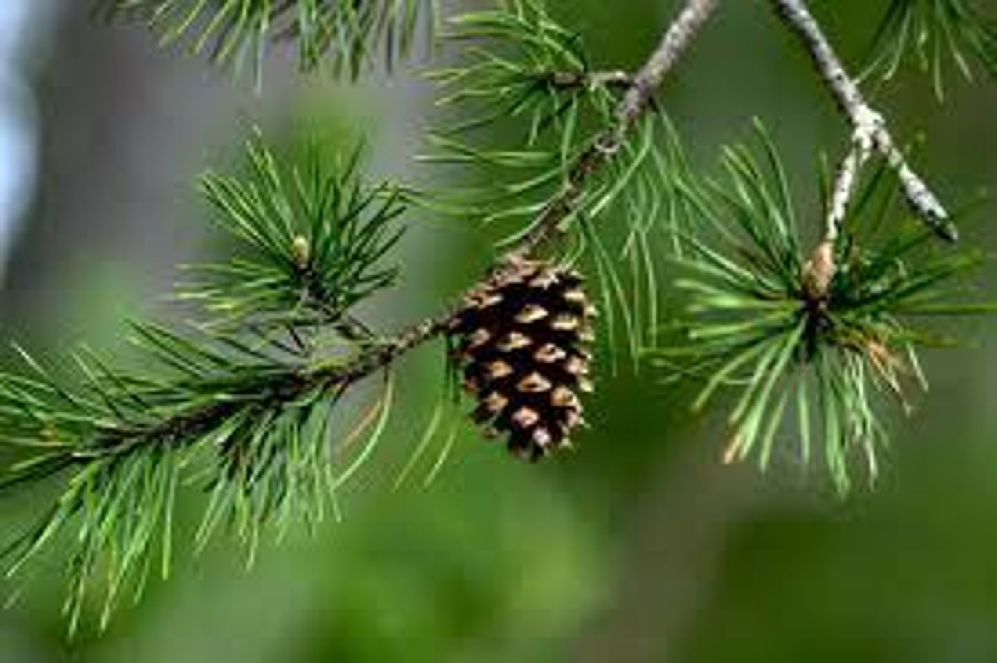 <p>dominant phylum of gymnosperms; reduced, needle-shaped leaves; adapted to cold, dry weather</p>
