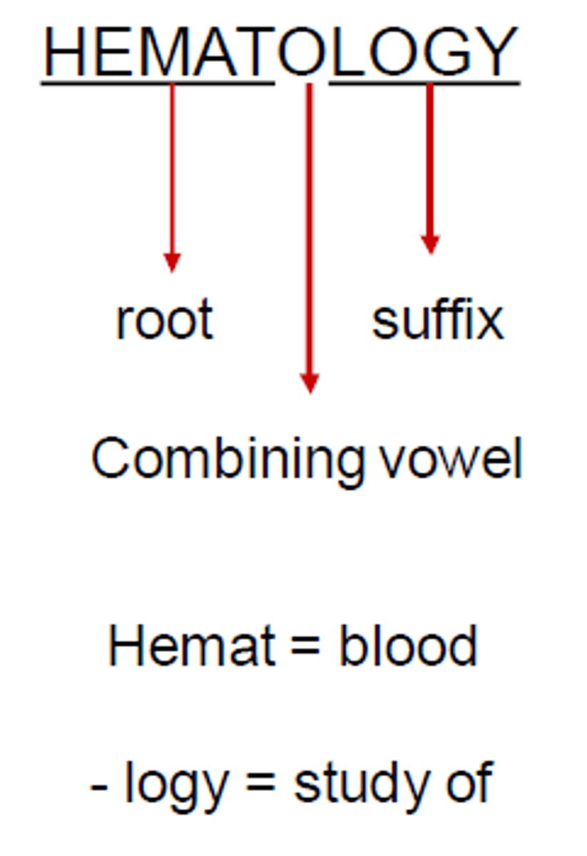 <p>vowel (usually o, sometimes an i) that links the root to the suffix or the root to another root</p>