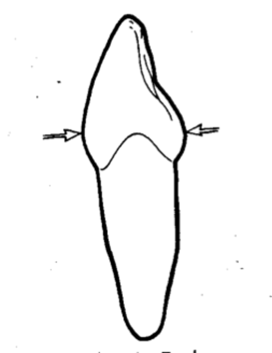 <p>both anterior &amp; posterior located in cervical third</p>