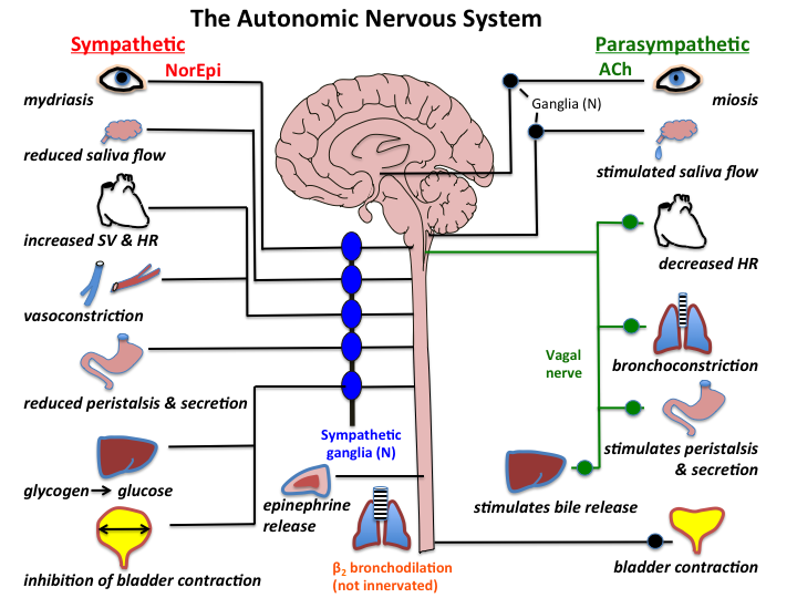 <p><span><span>governs processes that are involuntary and includes</span></span><br><span><span>the parasympathetic and sympathetic nervous systems.</span></span></p>