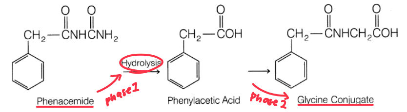 <ul><li><p>Cofactor: Glycine itself</p></li><li><p>Enzyme: Glycine N-acetyltransferace</p></li><li><p>Not that common</p></li></ul><p></p>
