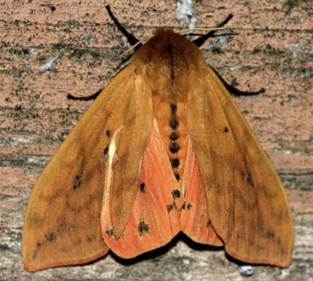 <p>moths</p>