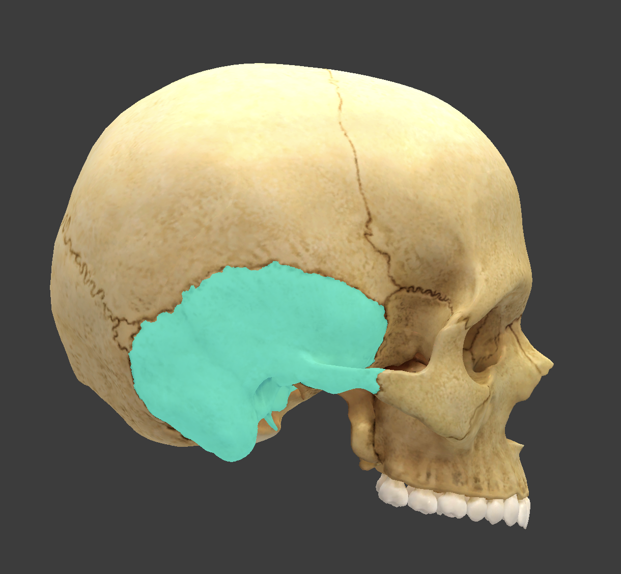 <p>What cranial bone is this?</p>