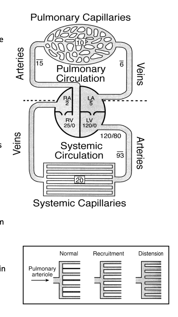 <ul><li><p>only approximatley 10 mmHG</p></li></ul><p>in contrast:</p><ul><li><p>pressure gradient for the movement of the same volume of blood in the systemic circulation is 85-90 mmHg</p></li></ul><p></p>