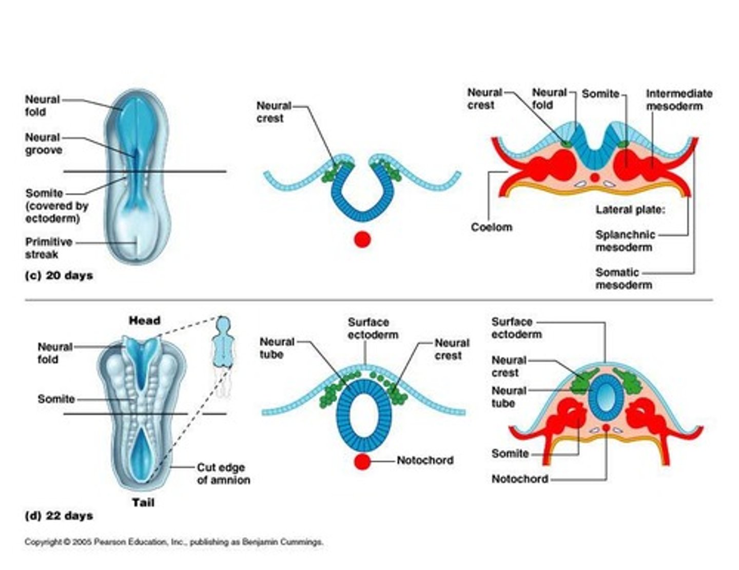 <p>First body segments forming vertebrae, ribs, and axial muscles. Paraxial mesoderm</p>