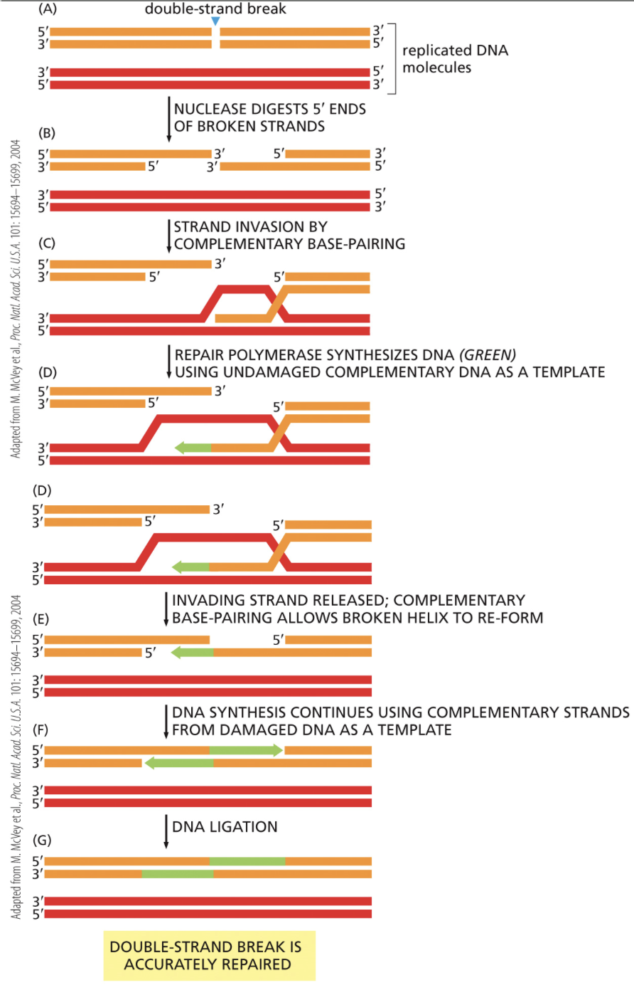 <ol><li><p>Identify the damage</p></li><li><p>Trim back ends so the strand is complementary to the template strand made in S phase</p></li><li><p>Strand that needs to be repaired invades into the template strand</p></li><li><p>3’ of an undamaged strand end extends using the template strand</p></li><li><p>Pieces are ligated together</p></li></ol><p></p>