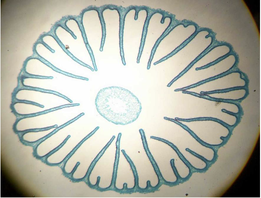 <p>?</p>