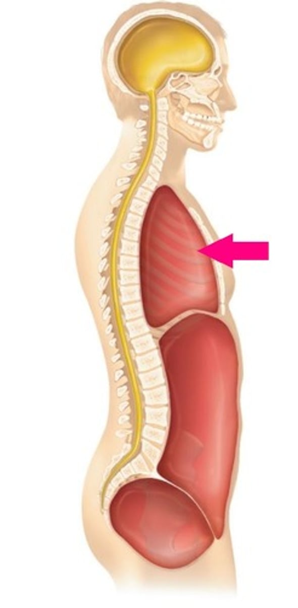 <p>Chest cavity that protects the heart and lungs and contains pleural and pericardial cavities and the mediastinum</p>