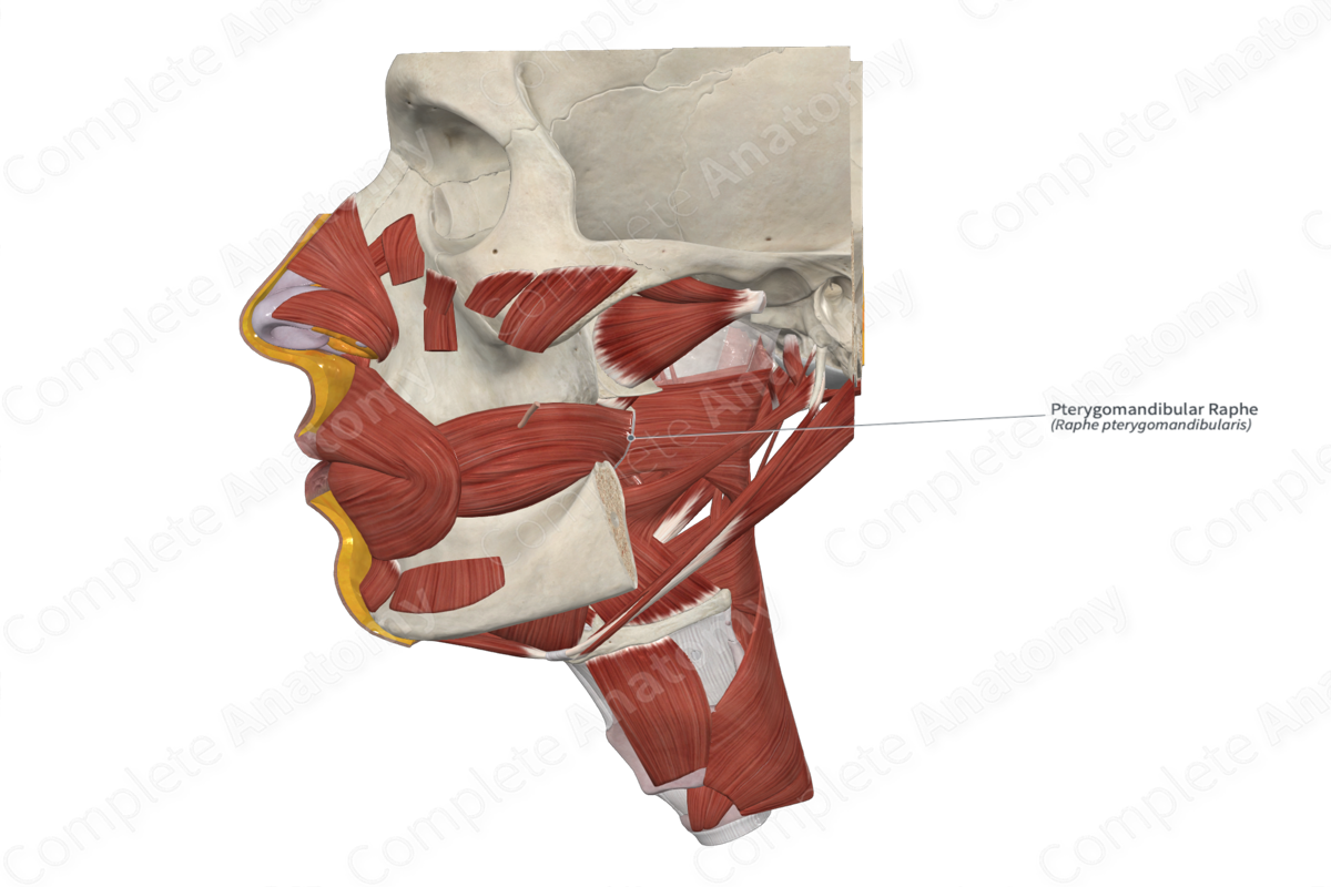 <ul><li><p>Pterygomandibular raphe</p></li><li><p>Maxilla (lateral aspect)</p></li><li><p>Mandible (lateral body)</p></li></ul><p></p>