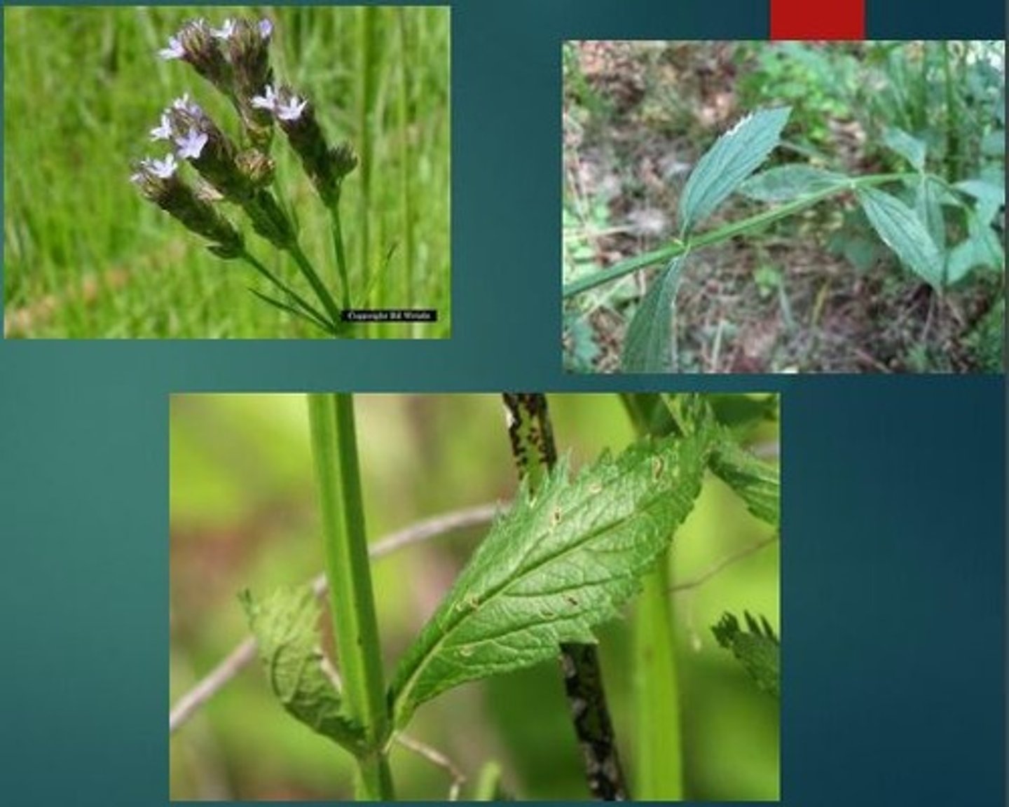 <p>Verbena spp.<br>Nectar source; bird seed<br>Native<br>Forbs</p>