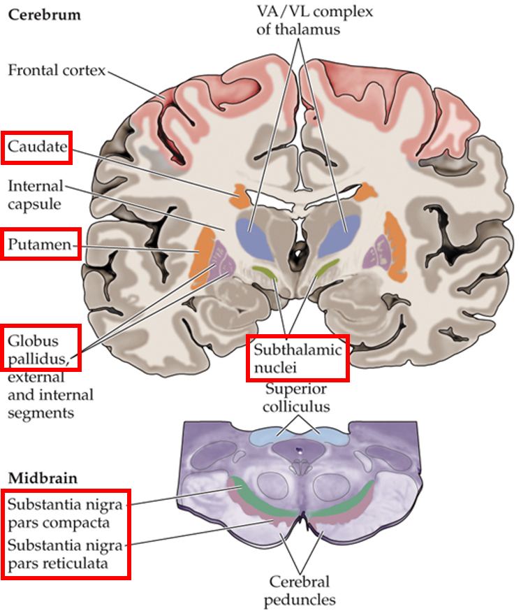 <ul><li><p>caudate</p></li><li><p>putamen</p></li><li><p>globus pallidus</p></li><li><p>substantia nigra</p></li><li><p>subthalamic nuclei</p></li></ul><p></p>
