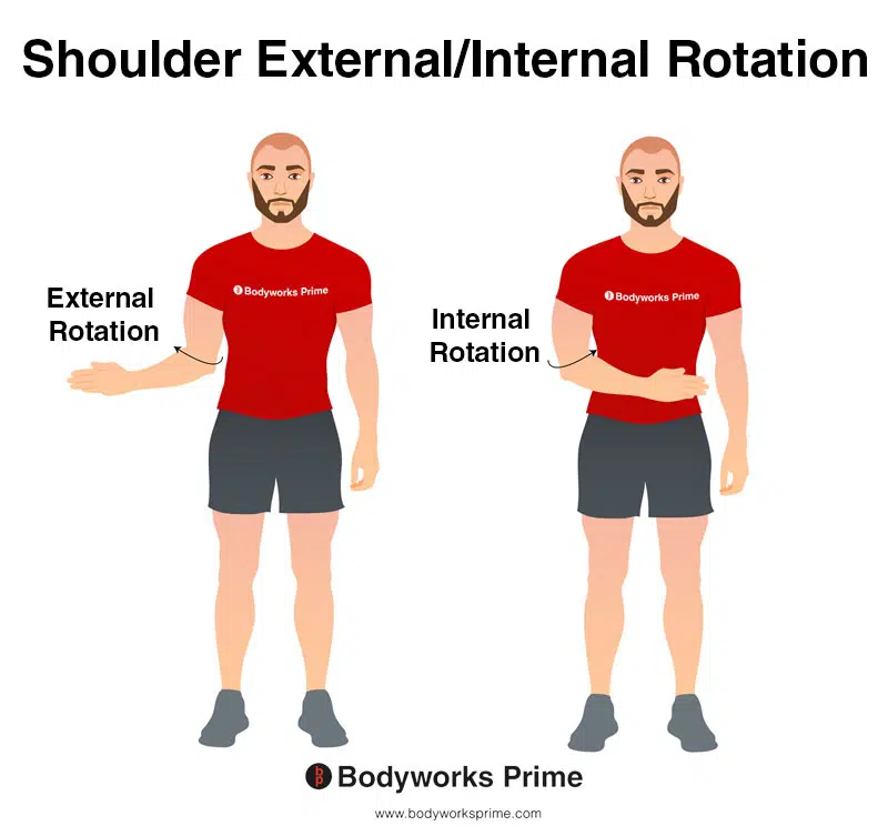 <p>muscles involved in internal rotation </p>