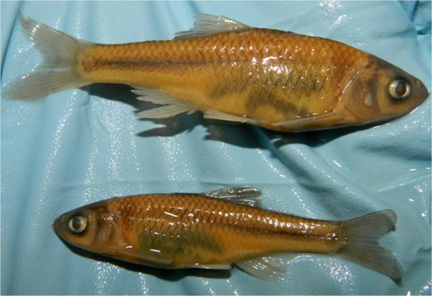 <p>Red shiner</p><p>-dark band behind operculum</p><p>-dark dorsal band</p>