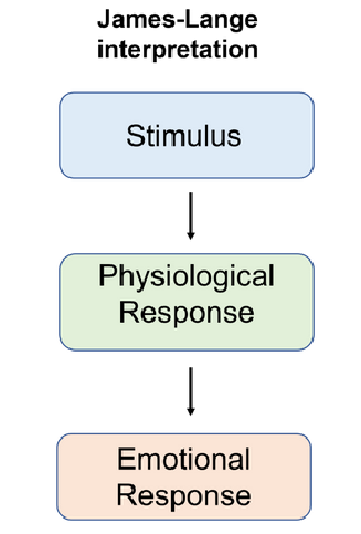 <p>Stimulus → physiological response → emotional response</p><ul><li><p>see something arousing (lion), exhibits physiological response, which then creates the emotional response</p></li></ul><p></p>