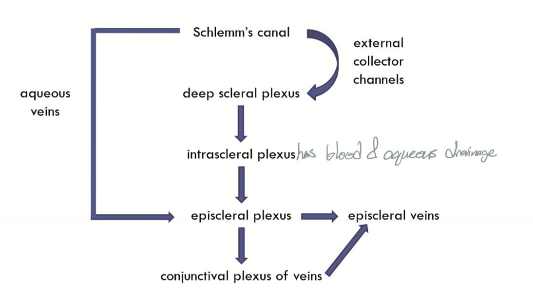 <ol><li><p>deep scleral plexus</p></li><li><p>episcleral plexus</p></li></ol><p></p>