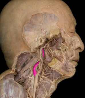 <p>blood to brain</p>