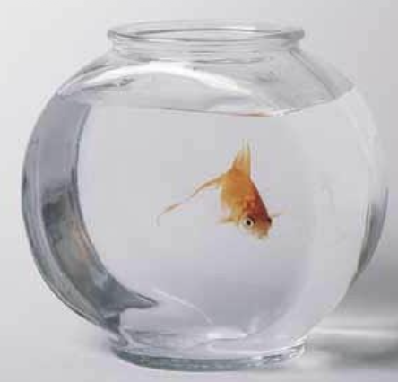 <p>Why is the traditional goldfish bowl not acceptable for keeping fish?</p>