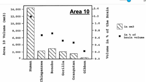   	 		 		 	 	 		

In humans, area 10 (frontal pole) grew disproportionally large. This area is intensely connected with other neurons and has more excitatory synaptic connections (more connectivity = more processing power). This area is involved in various executive functions. 

 	 