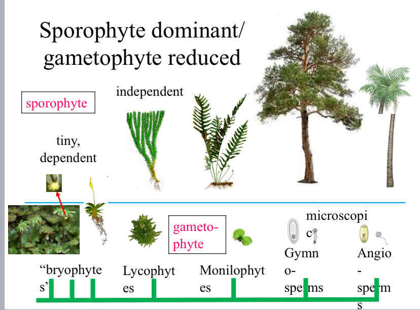 <p>Evolutionary Trends (Sporophyte vs. Gametophyte Importance) </p>