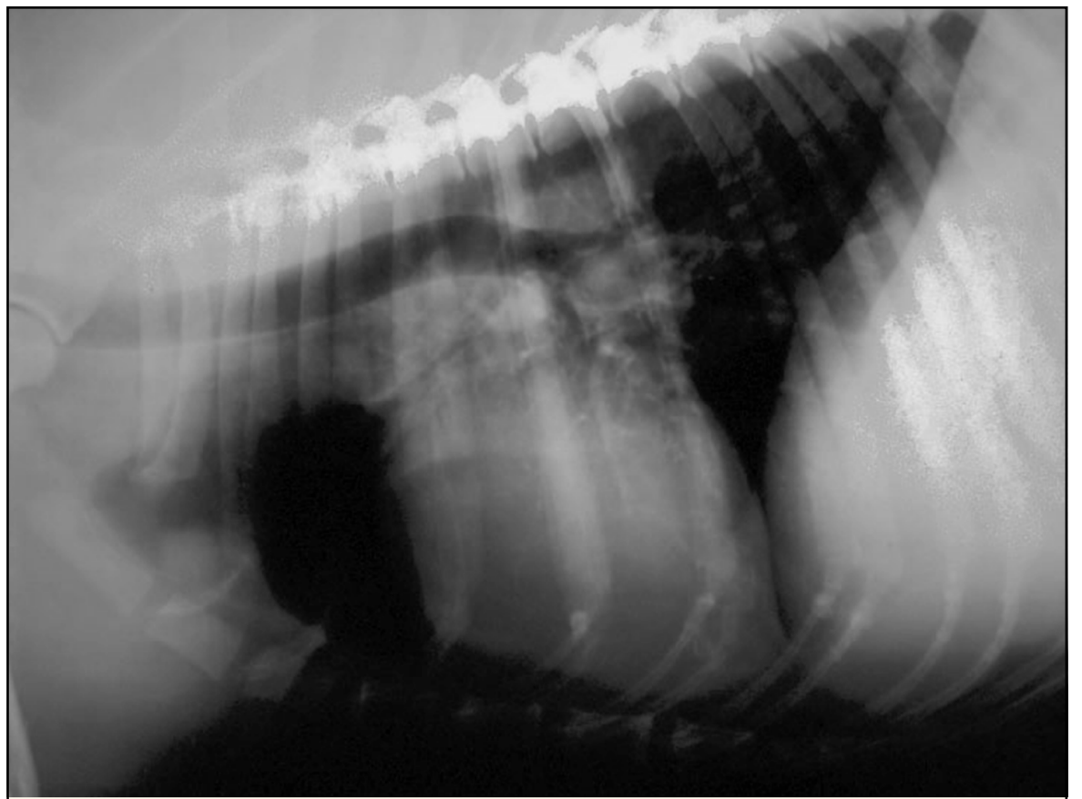 <p>Lat and DV sufficient </p><ul><li><p>Lymph node enlargement – cranial mediastinal, suprasternal, tracheobronchial nodes and thymus </p></li><li><p>Pulmonary infiltration – variable appearance, difficult to differentiate from age change – micronodular interstitial pattern </p></li><li><p>Pleural effusion </p></li><li><p>consider comorbidity</p></li></ul><p></p>