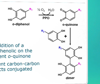 <ul><li><p>Nucleophilic addition of a non-oxidized phenolic to the electron-deficient o-quinone</p></li><li><p>Forms a covalent carbon-carbon bond → connects conjugated systems</p></li><li><p>This forms a dimer</p></li></ul><p></p>