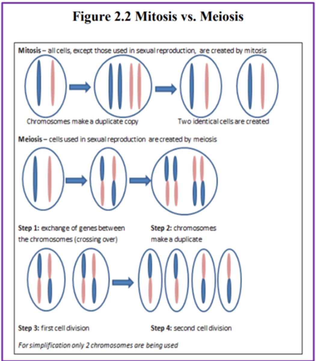 <p>the gamete's chromosomes duplicate, and then divide twice resulting in four cells containing only half the genetic material of the original gamete.</p><p>NOTE:</p><p>- Used in sexual reproduction</p><p>- Each sperm and egg possesses only 23 chromosomes and combine to produce the normal 46.</p>