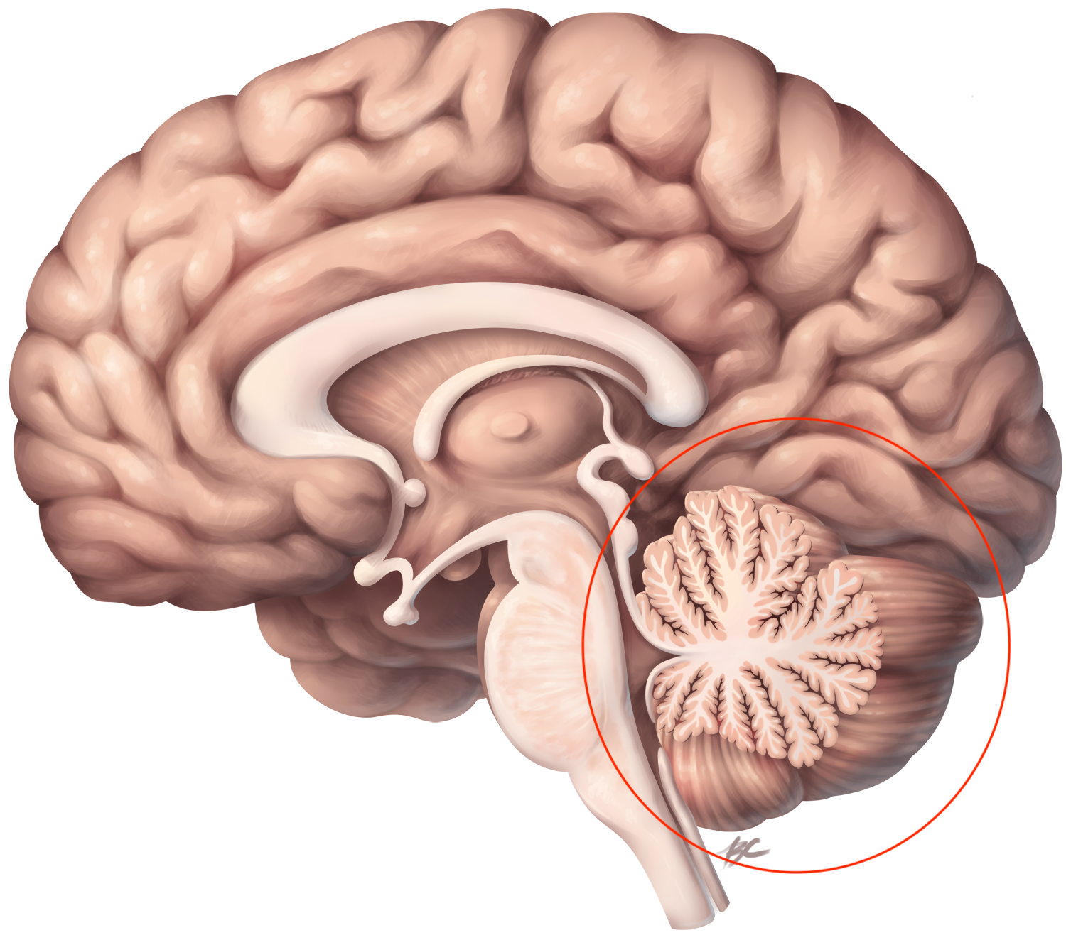 <p>Part of the hindbrain; Responsible for coordinating movement and balance</p>