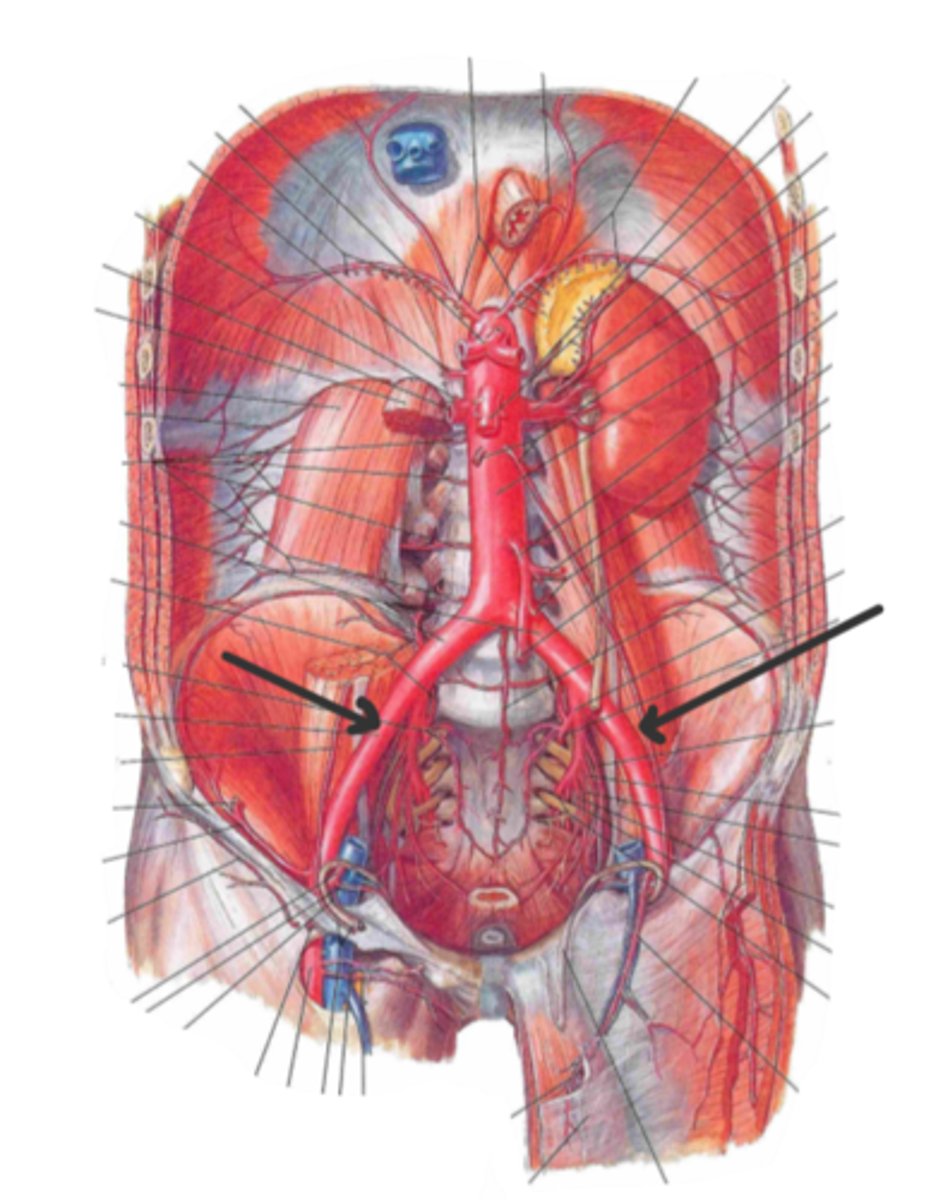<p>identify the structure(s) indicated by the arrow</p>