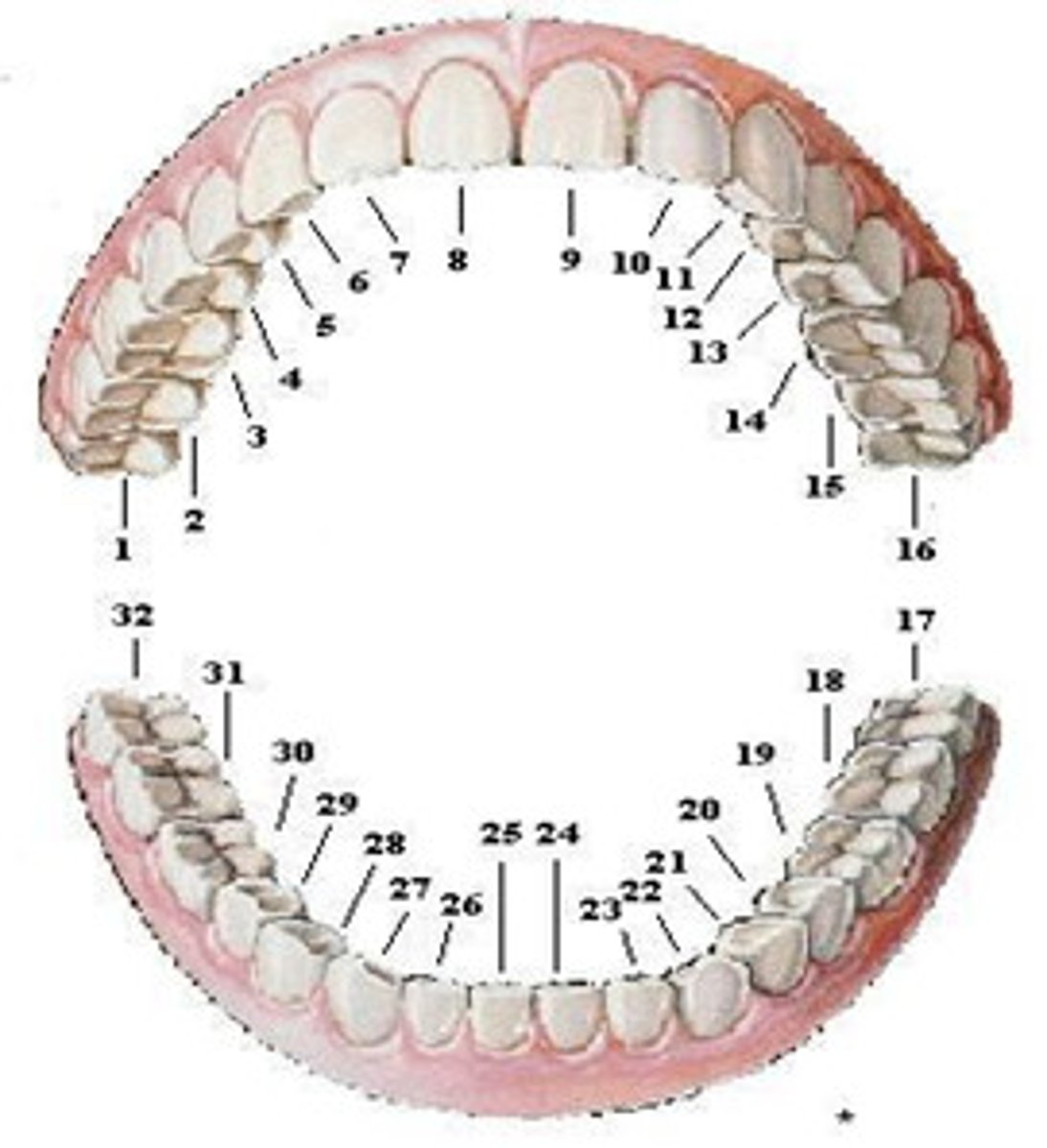 <p>start upper right (1), end lower right (32)</p>