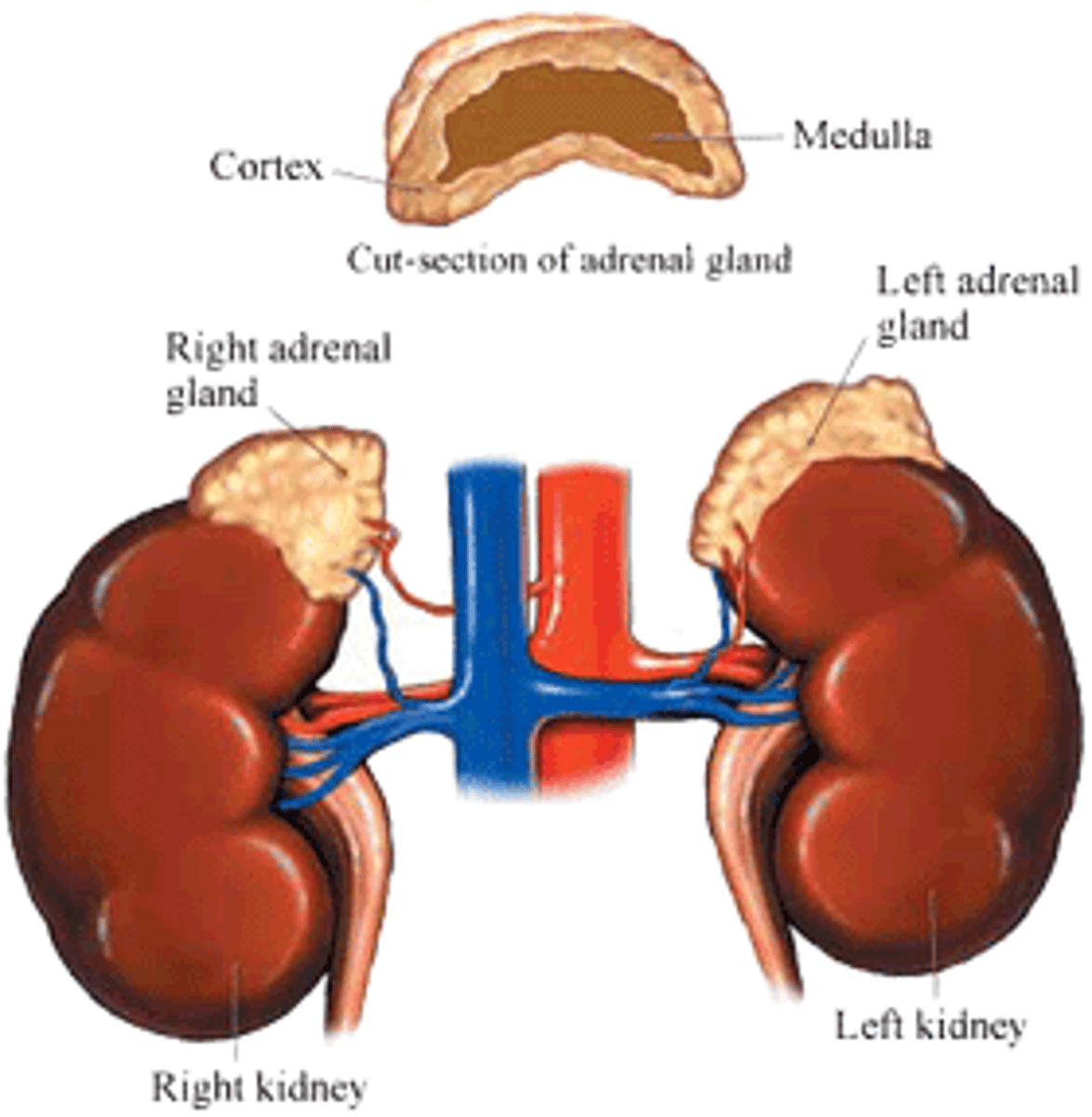 <p>The adrenal gland is located just above the kidney.</p>