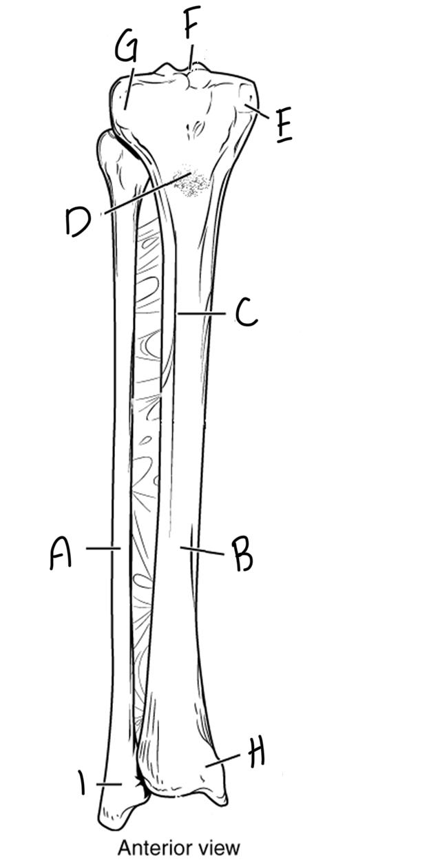 <p>Label and identify the bone markings on the tibia and fibula</p>